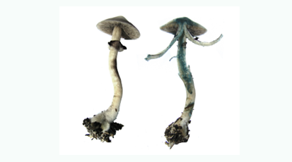 //www.mushroommarket.net/file/upload/202004/28/14-05-03-45-283825.png